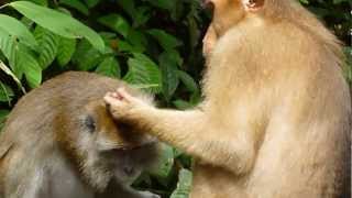 Sepilok monkeys grooming each other 2012 [upl. by Derreg]