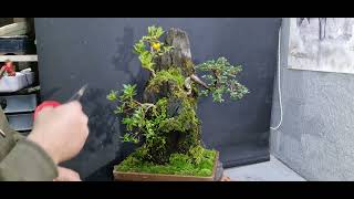 A mixed bogwood planting [upl. by Saimerej]