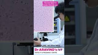 Human Sperms Under Microscope  Dr Aravind’s IVF  Best Infertility centre draravindsivf [upl. by Mommy]