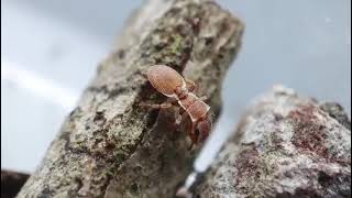 Cephalotes grandinosus French Guiana [upl. by Kcitrap]