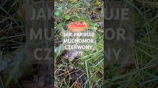 Jak farbuje Amanita Muscaria Farbowanie grzybami Czy grzyby farbują Muchomor czerwony eksperyment [upl. by Annauqal124]