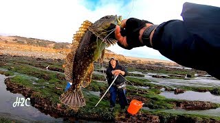 Poke Poling and Pocket Fishing Historical Land Monkey face prickleback eel Cabezon Grass Rockfish [upl. by Kimitri]