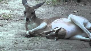 Kangaroo joey in the pouch at Saint Louis Zoo [upl. by Dyrraj]