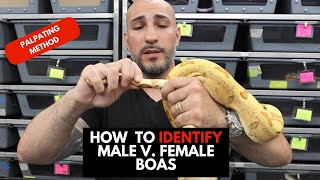 WHAT IN THE HEMIPENES How to identify male and female boas by palpating [upl. by Amaris]