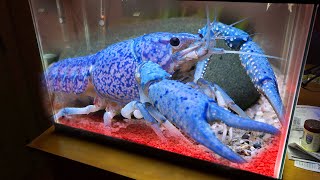 New Giant BLUE LOBSTER For My Aquarium [upl. by Aihtennek912]