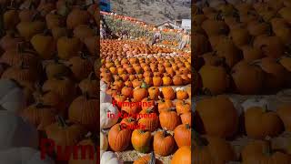 Pumpkins Display in Keremeos Canada [upl. by Slocum945]