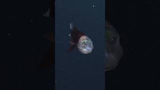 Have you ever seen a Barreleye Fish facts underwaterworld barreleye educational [upl. by Tem]