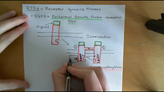 The PI3K  AKT  mTOR Pathway and Cancer Part 4 [upl. by Nnairac]