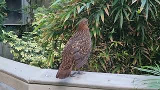 A female of Temmincks tragopan [upl. by Koran]