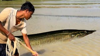 Village Fishing catching fish in the lake with fishing net fishing netfishing fishingwithnet [upl. by Noscire591]