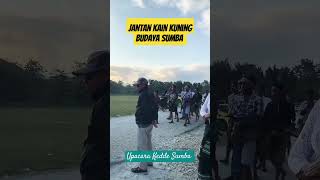 Orang Sumba Kedde Bawa Kerbau Jantan Besar  Acara Kedukaan sumba budaya tradisisumba [upl. by Oneladgam]