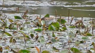 Lesser Jacana in Kinangop [upl. by Nylsor556]