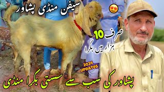 Bakra Mandi Peshawar New Updates 1152024 Eid Ul Azha Goat Price  Khyber Social Tv Official [upl. by Verras]