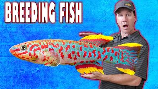 Easy Way to Breed Gardneri Killifish and Raise Killifish Fry [upl. by Atik512]