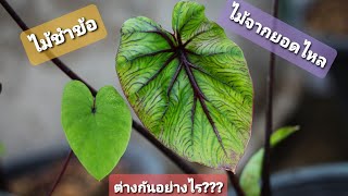 หน้ากากฟาโรห์ ที่เกิดจากปลายไหล VS เกิดจากการชำข้อ ต่างกันอย่างไร Colocasia Pharaohs mask  ep6 [upl. by Zack]