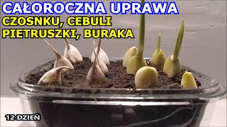 Całoroczna uprawa Czosnku Pietruszki Cebuli Buraka Rzodkiewki Selera Uprawa Warzyw w Domu [upl. by Enitnemelc343]