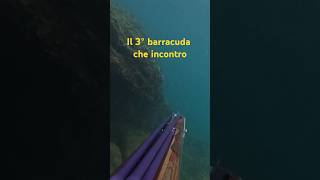 barracuda adriatico mare pescainapnea pescasubmarina fishing apnea italia spearfishing sea [upl. by Esereht]