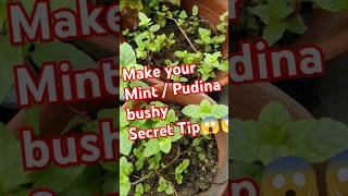 How to make Mint  Pudina more bushy 😱 mint pudina herbs shorts [upl. by Yelkrab]