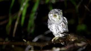 Oriental Scops Owl [upl. by Rambow495]