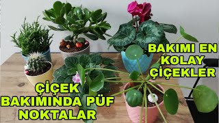 Çiçek bakımının püf noktaları çiçek bakımı önerileri bakımı kolay çiçekler [upl. by Annahpos747]