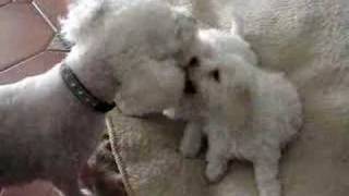 Bichon Frises puppy playing with mom [upl. by Ardni218]