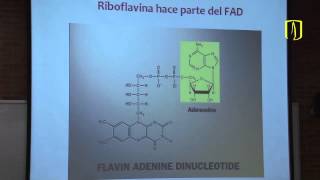 Vitaminas  Carlos Mendivil  Bioquímica Médica [upl. by Benjamen]