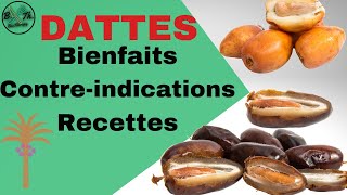 DATTES  BIENFAITS VERTUS ET CONTREINDICATION DE MANGER LA DATTE  BecTherapy [upl. by Ulane]