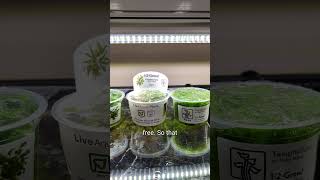 Aquarium Plants for a Client aquarium fishtank fishtankservices fishkeeping [upl. by Margetts840]