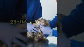 Did You Know Why Cats Purr facts tranding didyouknow shortvideo shorts cat [upl. by Medorra954]