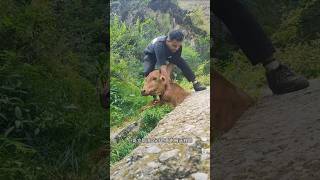 I found a cow getting stuck in a rock while eating grass animalrearing animalfarming ruminants [upl. by Deanne]