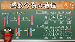 減数分裂は相同染色体を分離させる分裂だ！【126生物】 [upl. by Nesaj396]