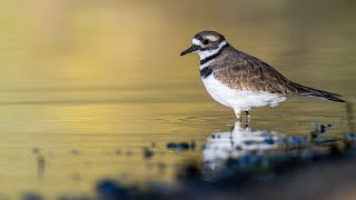 Killdeer quotChorusquot at Governor Dodge State Park Wisconsin [upl. by Sinnylg]