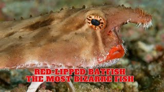 RedLipped Batfish  The Most Bizarre Fish [upl. by Nele854]