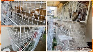 DIY CAT CATIO  Using wire net Cheap cat cage  Build a Safe Outdoor Space for Your Cat on a Budget [upl. by Lucho]