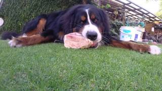 Berner Sennenhund BUDDY mit Knochen [upl. by Den]