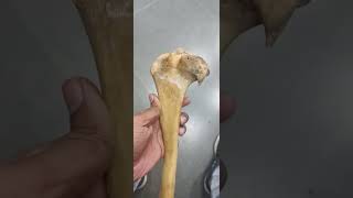 Tibia bone of ox 👑 veterinary anatomy [upl. by Autum120]