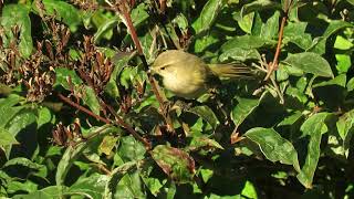 Chiffchaff or Willow Warbler foraging in the bush [upl. by Jahn]