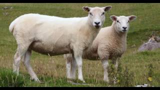 Schaf mäht  Tiergeräusche  Babykanal mit Papa  Sheep screams Animal sounds UHD 4K [upl. by Herrington111]