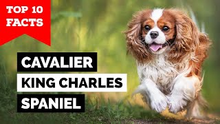 Cavalier King Charles Spaniel  Top 10 Facts [upl. by Nyhagen459]