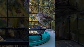 Dunnock has sole control of cat proof feeder 💚 [upl. by Clayborn740]