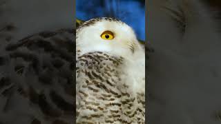 The Shocking Reason Owls Can Turn Their Heads Almost 360 Degrees [upl. by Mathur]