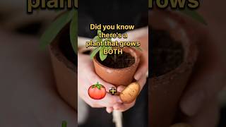 Tomato Potato Pomato agriculture trending facts edibleplants quiz [upl. by Cherie]