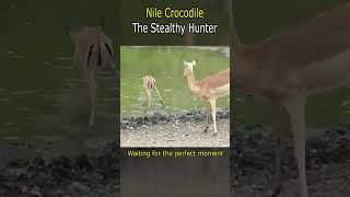 Nile Crocodile The Stealthy Hunter [upl. by Baptist]