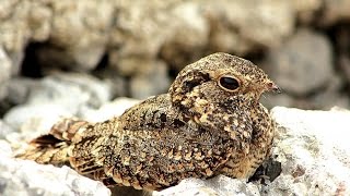 SUARA Burung Cabak Kota Caprimulgus affinisSAVANNA NIGHTJAR [upl. by Euqnom89]