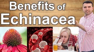 9 Benefits of Echinacea  From the Cold to Cancer [upl. by Evelin]