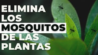 Consejo de Cómo Eliminar los Mosquitos Insectos de las Plantas de Forma Natural Rápido y Gratis [upl. by Vachil285]