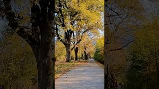 Čarobna Jesen Vožnja kroz Aleju do Stojčevca 🚴‍♂️🍂🎥 stojčevac bicikl jesen park [upl. by Phox]