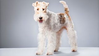 Fox Terrier  Hogarmanía [upl. by Bonnibelle]