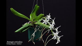 Aerangis articulata обзор [upl. by Eeleimaj]