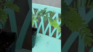 Tamarind bonsaishortvideo tamarindbonsai [upl. by Narih]